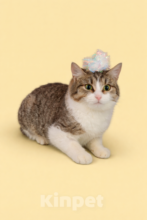 Кошки в Москве: Юкки должен дом Девочка, Бесплатно - фото 1