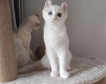 Кошки в Ливны: Американский Керл, 45 000 руб. - фото 1