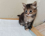 Кошки в Ступино: Пушистые котятки ждут хозяев Мальчик, 1 руб. - фото 10