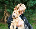 Собаки в Москве: Кто согреет сердечко Джесси Девочка, Бесплатно - фото 2