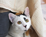 Кошки в Москве: Котенок Ленном ищет дом Мальчик, Бесплатно - фото 7