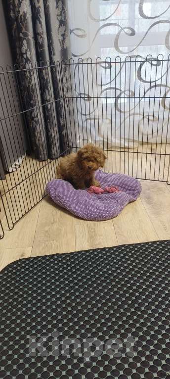 Собаки в Красноярске: Щенок той пудель Мальчик, 55 000 руб. - фото 1