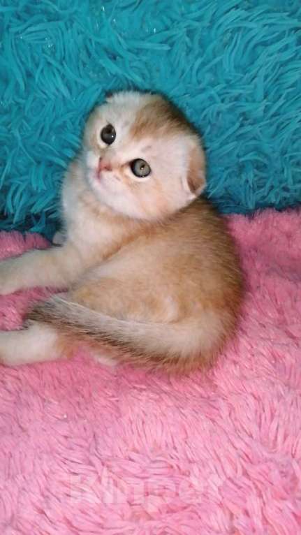 Кошки в Москве: Шотландские вислоухие котята  Девочка, 30 000 руб. - фото 2