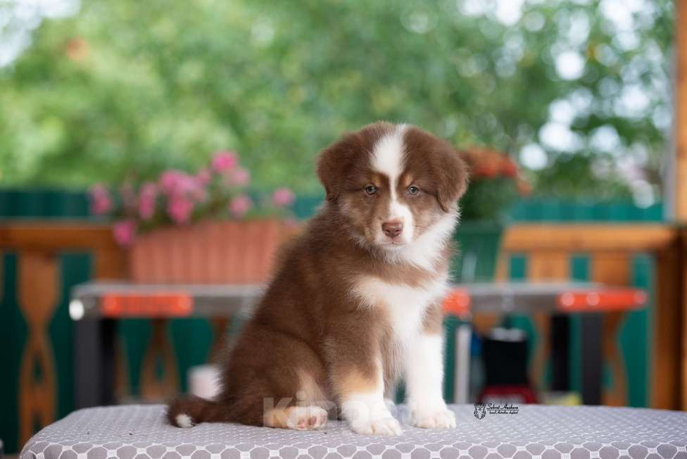 Собаки в Москве: австралийская овчарка аусси Девочка, 80 000 руб. - фото 7
