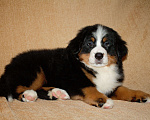 Собаки в других городах Московской области: Бернский зенненхунд Девочка, 120 000 руб. - фото 6