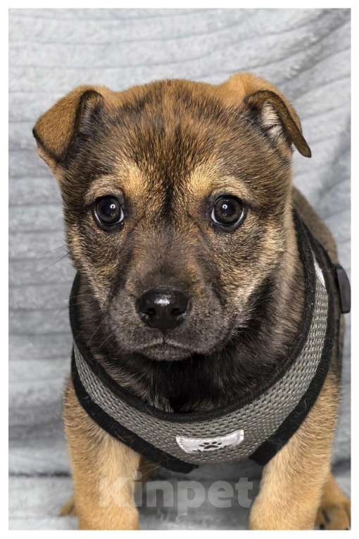 Собаки в Воронеже: Щенки Девочка, Бесплатно - фото 4