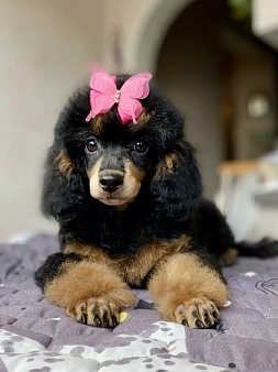 Щенок пуделя Фантом девочка