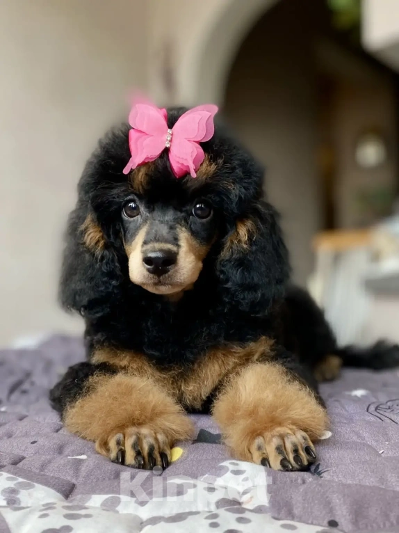 Собаки в Москве: Щенок пуделя Фантом девочка Девочка, Бесплатно - фото 3