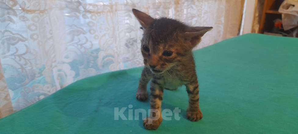 Кошки в Оренбурге: Продажа котёнка Мальчик, 5 000 руб. - фото 4