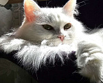 Кошки в Краснодаре: отдам кошечку Белку Девочка, Бесплатно - фото 4