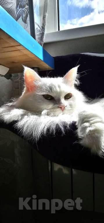 Кошки в Краснодаре: отдам кошечку Белку Девочка, Бесплатно - фото 4