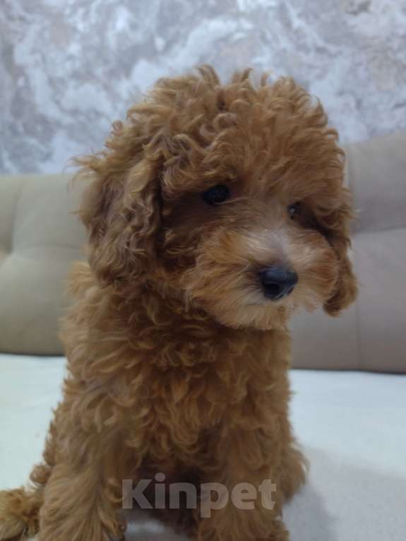 Собаки в Ковровом: Девочка той пудель Девочка, 80 000 руб. - фото 1