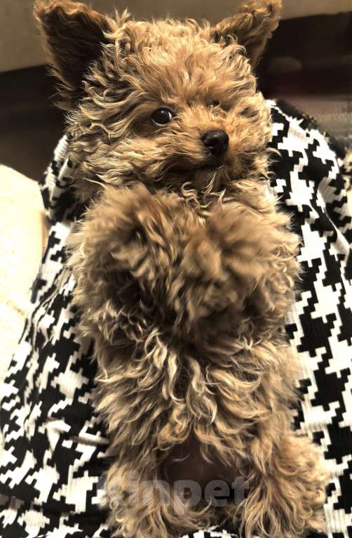 Собаки в Чехове: Продажа мальтипу f1b Девочка, 130 000 руб. - фото 1