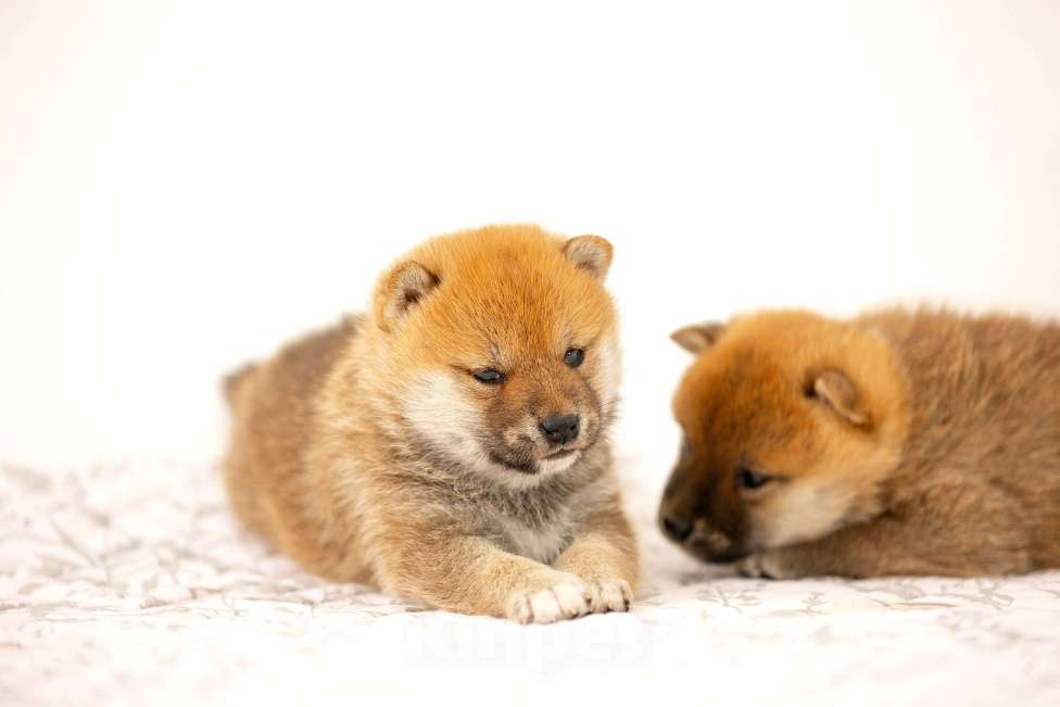 Собаки в Новосибирске: Щенки Сиба Ину Мальчик, Бесплатно - фото 3