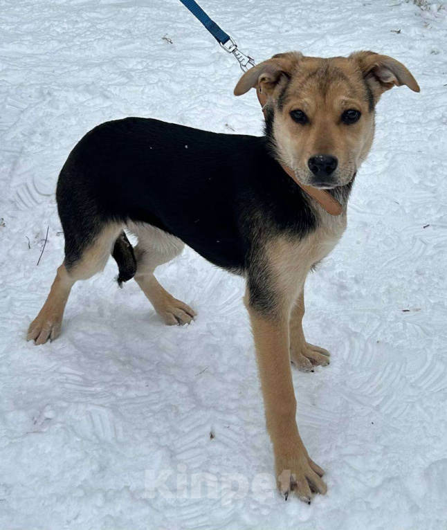 Собаки в Серпухове: Щеночек Лика в добрые руки Девочка, Бесплатно - фото 2