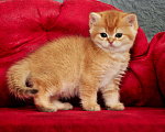 Кошки в Краснодаре: Бритаский мальчик шоколадное золото Мальчик, 40 000 руб. - фото 3