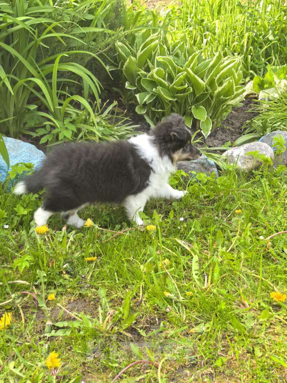 Собаки в Санкт-Петербурге: Трёхколерная девочка шелти Девочка, Бесплатно - фото 5
