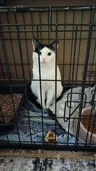 Котик с сердечком 💗