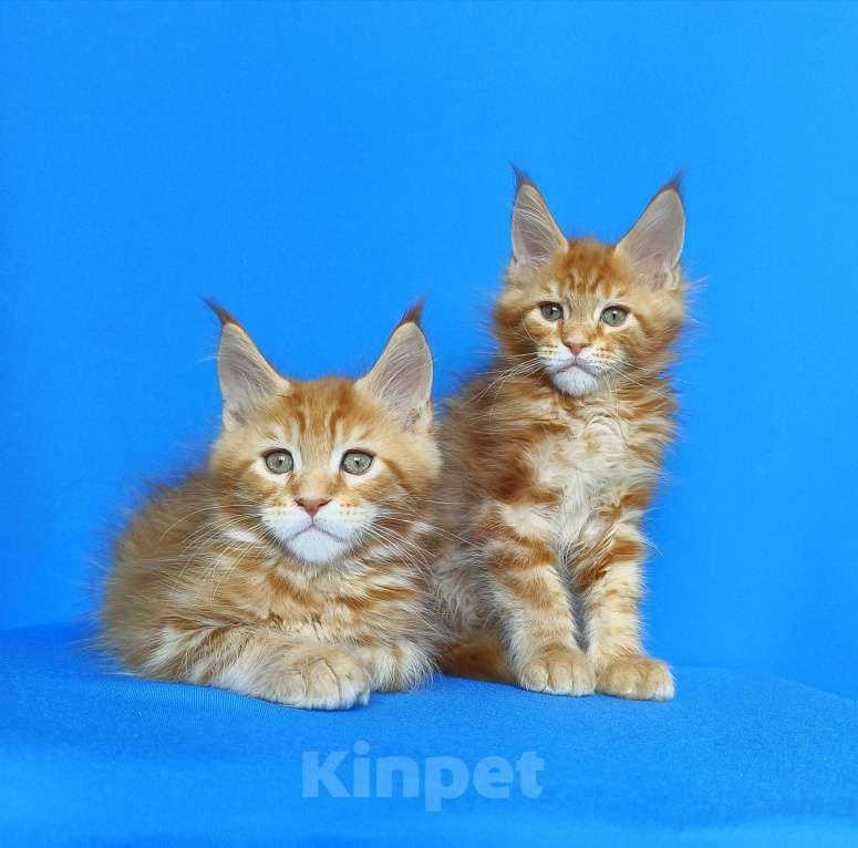 Кошки в Москве: Котята Мейн-Кун Мальчики Мальчик, 70 000 руб. - фото 5