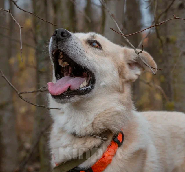 Собаки в Москве: Чип Мальчик, Бесплатно - фото 2