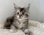 Кошки в Москве: Мейн-кун котенок девочка на серебре Девочка, 60 000 руб. - фото 4