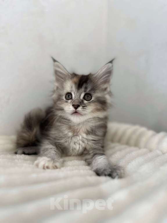 Кошки в Москве: Мейн-кун котенок девочка на серебре Девочка, 60 000 руб. - фото 4