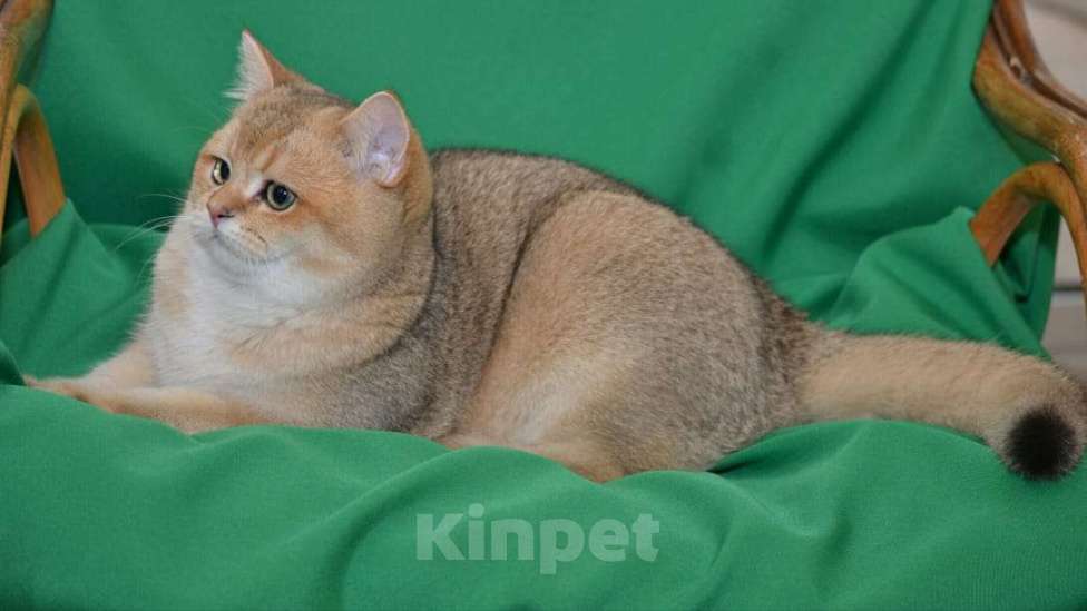 Кошки в Владимире: Британская золотая шиншилла Мальчик, 25 000 руб. - фото 7