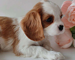 Собаки в других городах Московской области: Девочка кавалер Кинг Чарльз спаниель Девочка, 130 000 руб. - фото 3