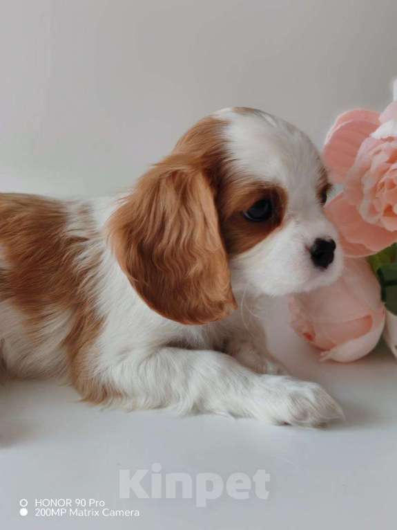 Собаки в других городах Московской области: Девочка кавалер Кинг Чарльз спаниель Девочка, 130 000 руб. - фото 3