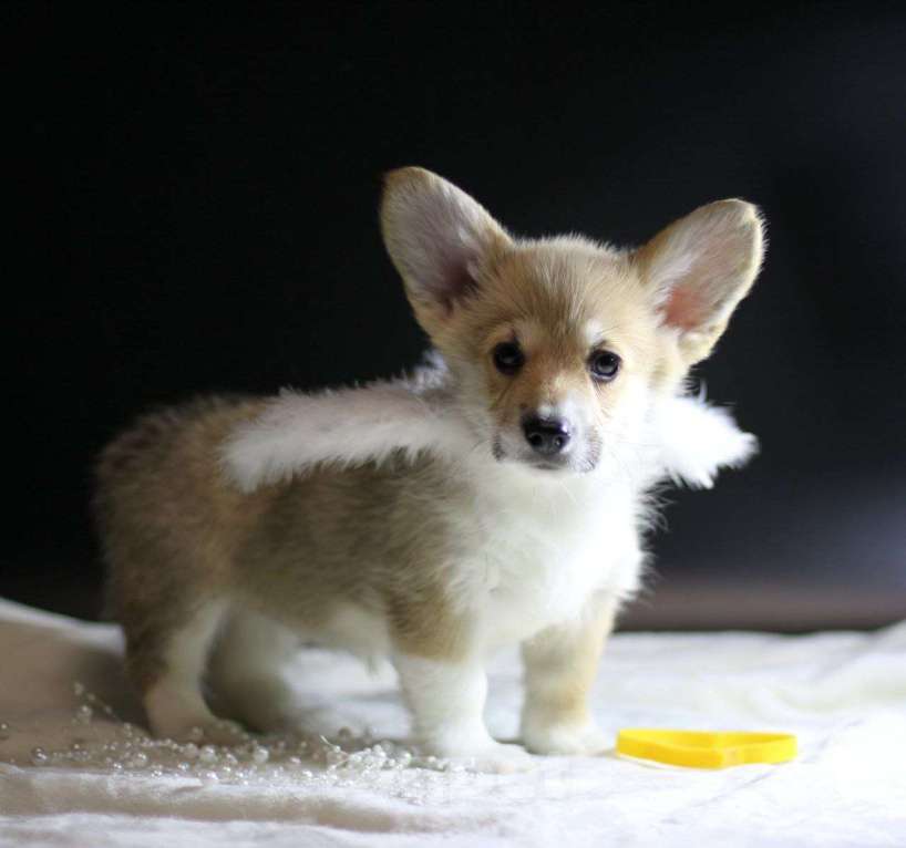 Собаки в Тольятти: Малышка Вельш Корги Пемброк Девочка, 80 000 руб. - фото 1