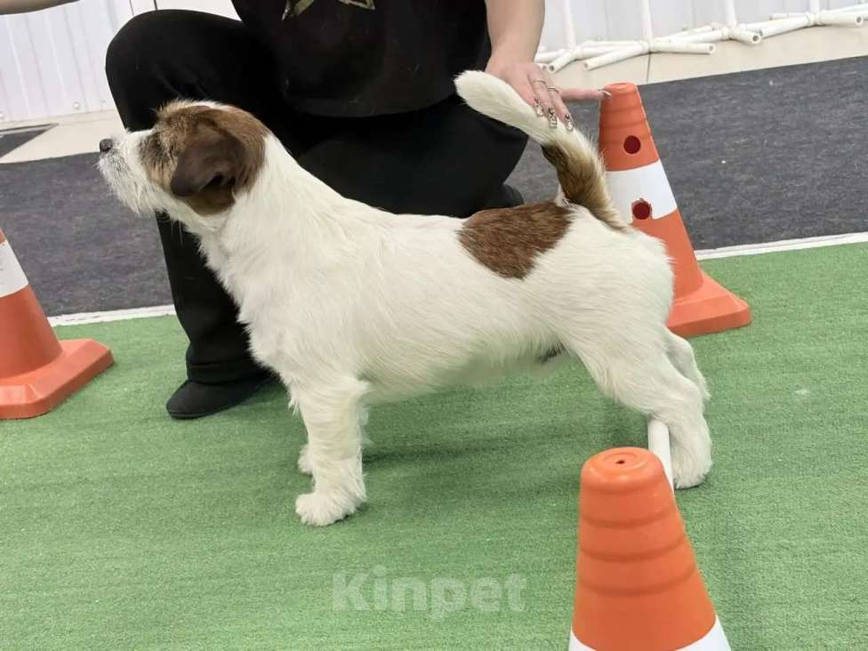 Собаки в Пензе: Щенки Джек Рассел терьер Мальчик, 25 000 руб. - фото 3