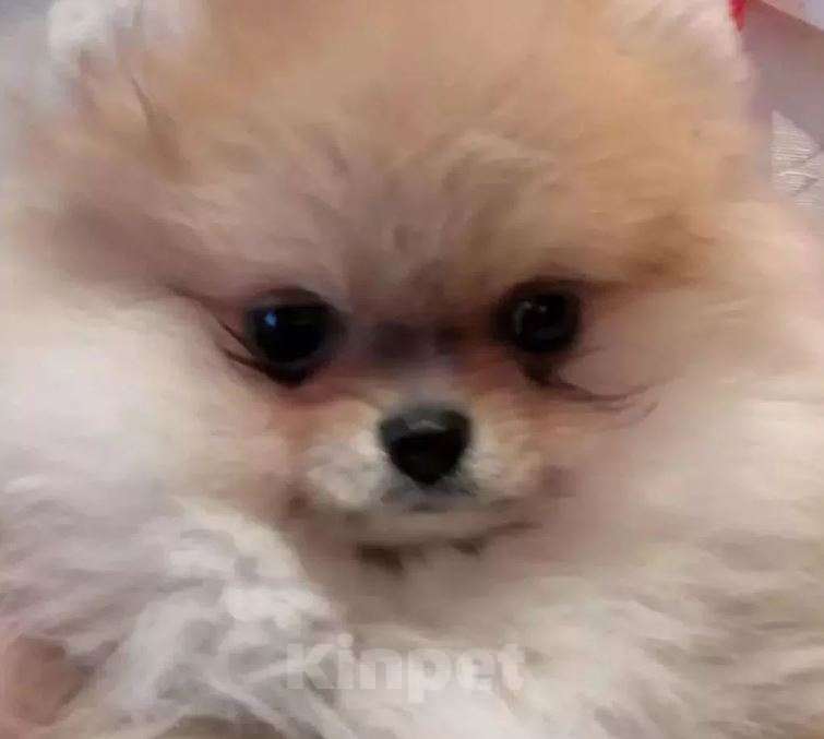 Собаки в Москве: Шпиц mini из питомника Девочка, Бесплатно - фото 2