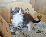 Кошки в Самаре: Кошка хайленд-страйт Девочка, 25 000 руб. - фото 3