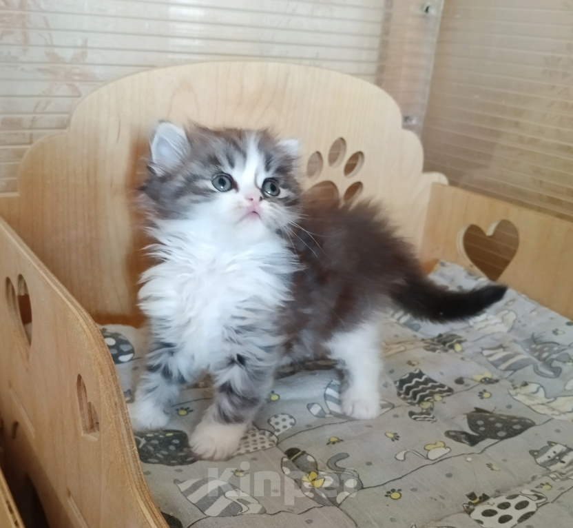 Кошки в Самаре: Кошка хайленд-страйт Девочка, 25 000 руб. - фото 3