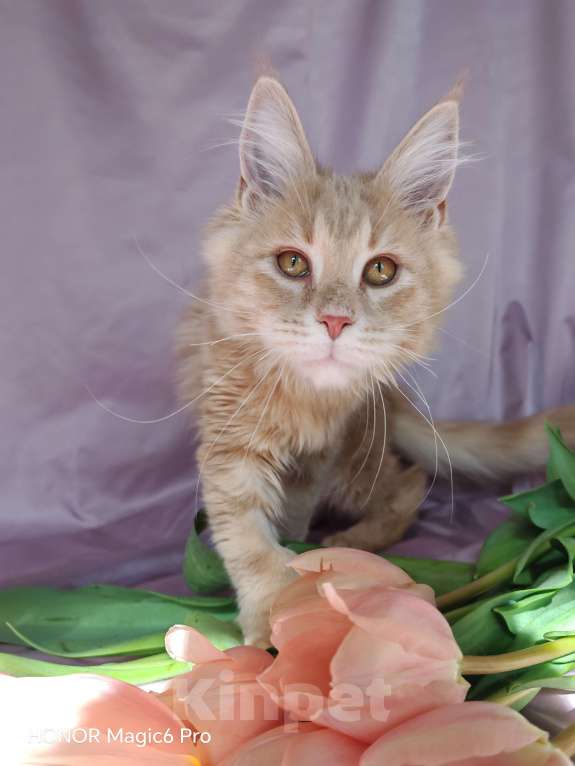 Кошки в Воронеже: Мальчик мейн кун Мальчик, 40 000 руб. - фото 7