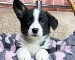 Собаки в Москве: Щенки вельш-корги кардиган Девочка, 30 000 руб. - фото 2