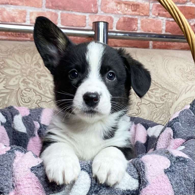 Собаки в Москве: Щенки вельш-корги кардиган Девочка, 30 000 руб. - фото 2