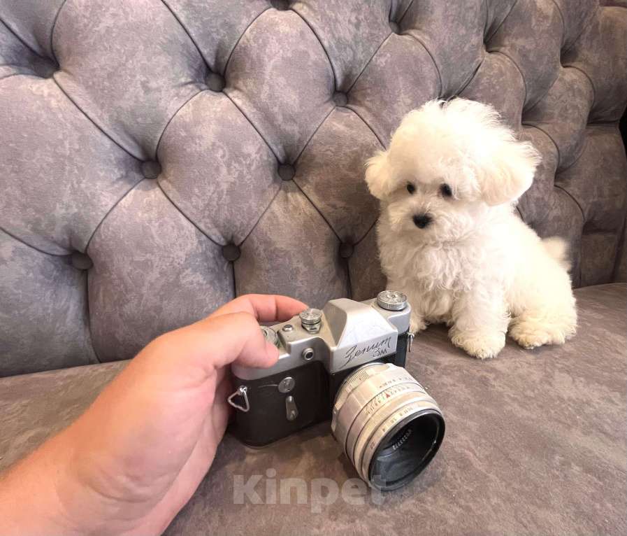 Собаки в Москве: Мини щенок Бишон-фризе Мальчик, 150 000 руб. - фото 3