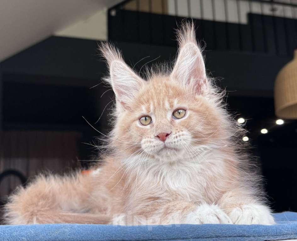 Кошки в Москве: Кот Мейн Кун Veyron Fletcher Мальчик, 100 000 руб. - фото 7