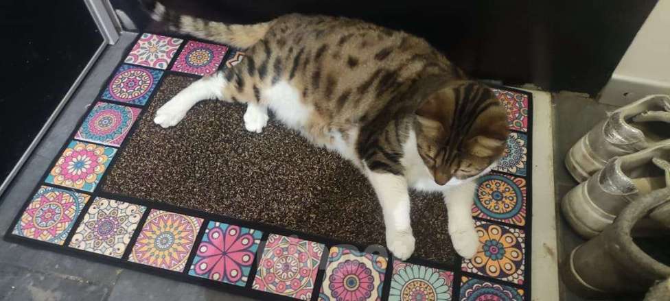 Кошки в Красноярске: КотБаюн Мальчик, Бесплатно - фото 1