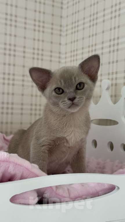 Кошки в Калининграде: Котенок. Европейская бурма. Питомник Девочка, 85 000 руб. - фото 6