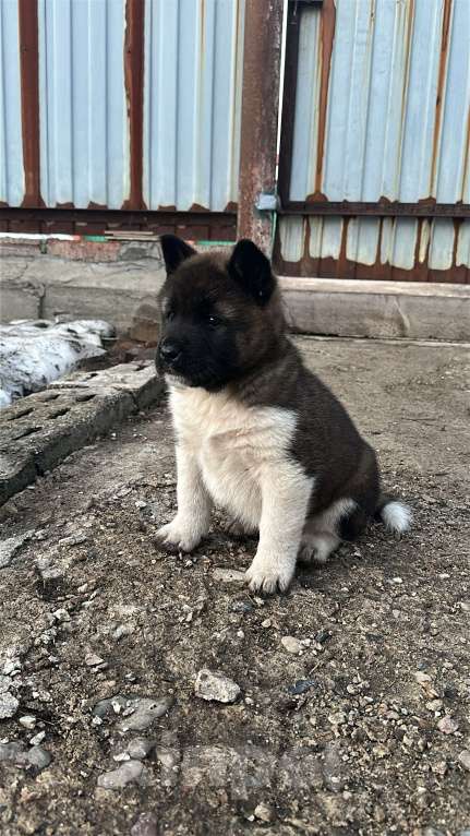 Собаки в Мелеузе: Щенок Американской Акиты Девочка, 15 000 руб. - фото 3
