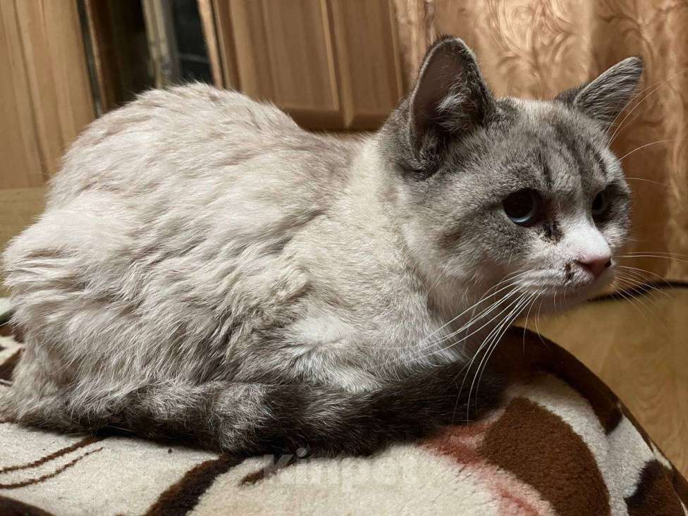 Кошки в Москве: Безпонятия Мальчик, Бесплатно - фото 2