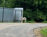 Собаки в Москве: Собака несколько агрессивна, но скорее недоверчива  Девочка, Бесплатно - фото 1