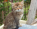 Кошки в Михайловске: 2 котёнка - котик и кошечка, очень ищут дом и любимых хозяев Мальчик, Бесплатно - фото 5