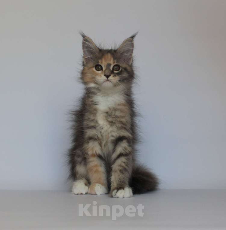 Кошки в Екатеринбурге: Дарьяна. Девочка. Мейн-кун Девочка, 35 000 руб. - фото 4