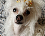 Собаки в Одинцово: Щенок китайской хохлатой собаки Девочка, 40 000 руб. - фото 9