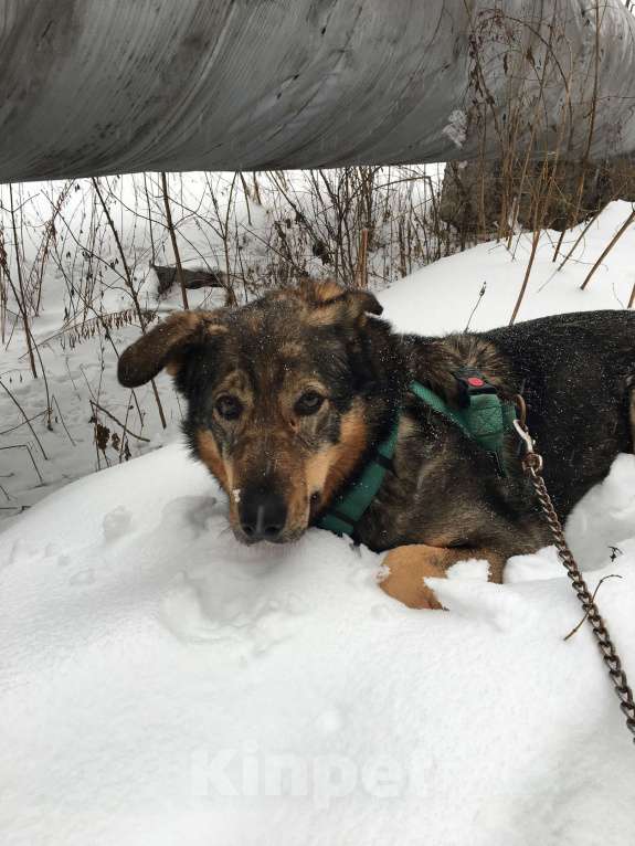 Собаки в Москве: Дамия Девочка, Бесплатно - фото 3