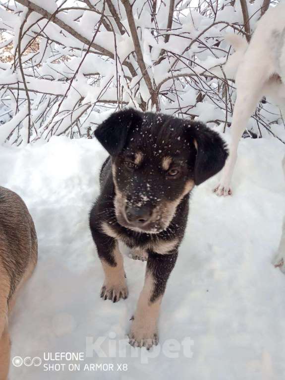 Собаки в Кемерово: Я ищу домик Мальчик, 50 руб. - фото 1