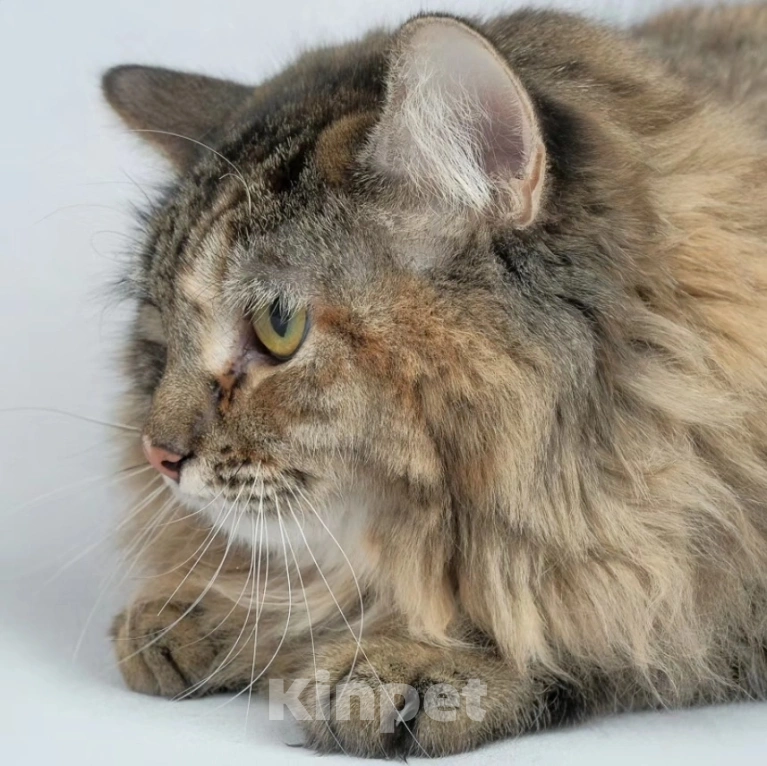 Кошки в Москве: Пушистая Нюта грустит в клеточке приюта Девочка, Бесплатно - фото 2